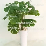 انجیری بزرگ ۱۵ شاخه