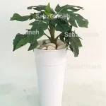 بوته انجیری کوچک