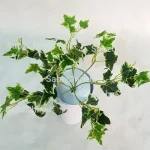 بوته چنار ابلغ