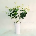 بوته چایی بهاری