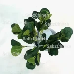 بوته قاشقی