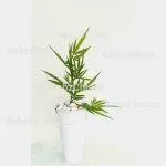 بوته گیاه ماری