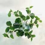 بوته شمعدانی بزرگ
