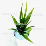 بوته یوکا