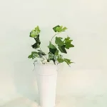 بوته پاپیتال