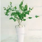 اکالیپتوس بهاری روشن