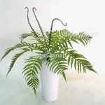 سرخس تابستانی